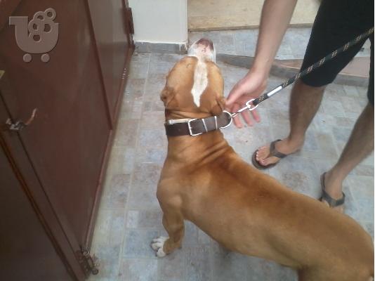 Pit bull red nose..Kαθαρόαιμα Μόνο για γνώστες..